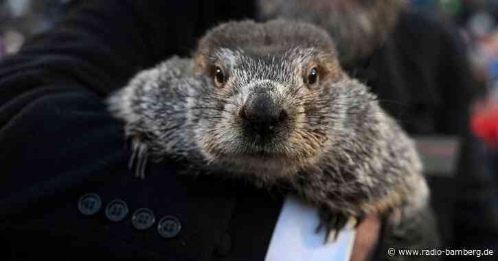 US-Murmeltier Phil sagt sechs weitere Wochen Winter voraus