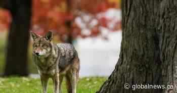 Ontario cities urge residents to report coyote dens near homes during mating season