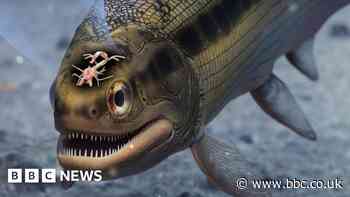 World's oldest preserved brain found in prehistoric fish fossil