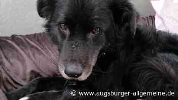 Suche erfolgreich: Straßenhund Beno wird schwer verletzt gerettet