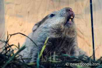 QUIZ: How much do you know about groundhogs and weather ... - Omineca Express