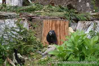Violet predicts another six weeks of winter for Vancouver Island