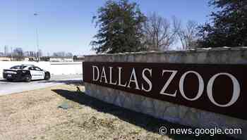 A real zoodunit: Monkeys found but mystery deepens in Dallas - Virden Empire Advance