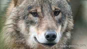 Wermelskirchen: „Der Wolf gehört nicht in unsere Landschaft“ - Rheinische Post