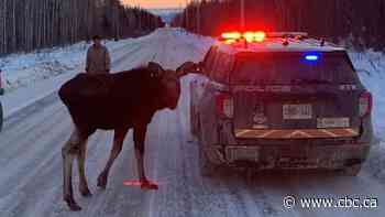 A calf moose was disrupting traffic in Thunder Bay until police and a rescue agency wrangled it to safety