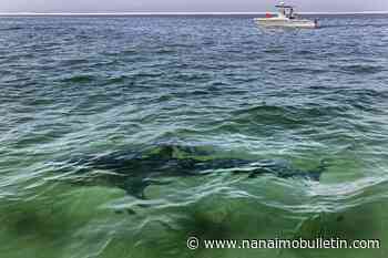 Tide begins to turn on declining NW Atlantic shark and ray populations: study