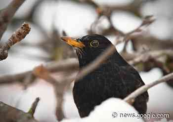 Giorni della Merla “caldi”: temperature su di quasi un grado - varesenews.it