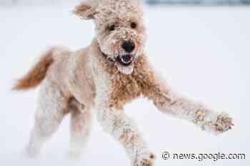 This week in Dawson Creek Mirror video update - Dawson Creek Mirror