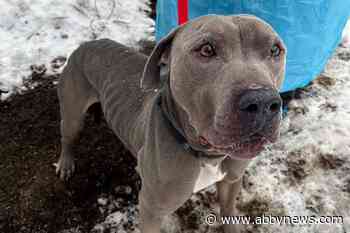 Pit bull terrier abandoned in Prince George, B.C. with ringworm, rotten teeth