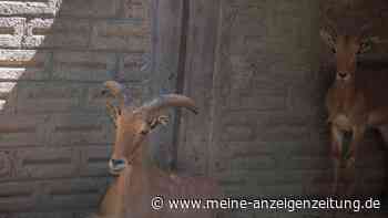 Ziegen-Tacos für die Party? Ermittlung gegen Ex-Zoodirektor