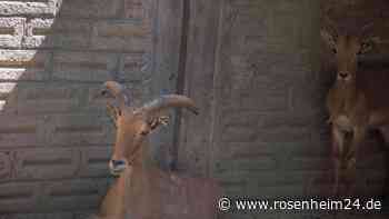 Ziegen-Tacos für die Party? Ermittlung gegen Ex-Zoodirektor