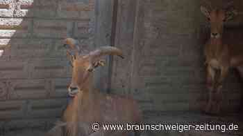 Ziegen-Tacos für die Party? Ermittlung gegen Ex-Zoodirektor