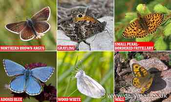 Report finds 80 per cent of butterflies have declined since the 1970s 