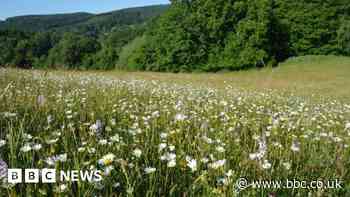 Prince of Wales fund: Salisbury Plantlife charity given £390,000
