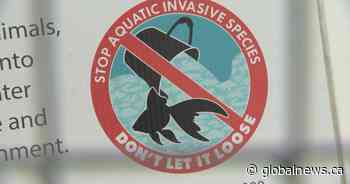 Calgary hopes to freeze invasive fish species out of city ponds