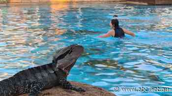 'Head to the pool': Queensland's heatwave pushes up electricity demand as outages planned for some homes