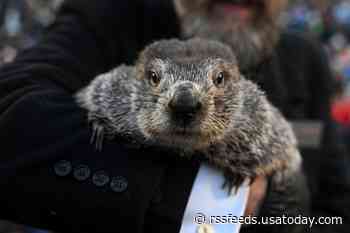Did the groundhog see his shadow? Get the results of Punxsutawney Phil's winter forecast