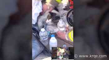 VIDEO: SFFD rescues cat in structure fire