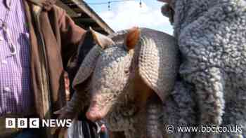 Groundhog Day: Does Punxsutawney Phil have competition?