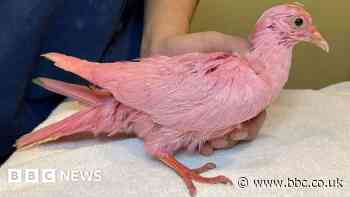 Pigeon 'dyed pink for New York gender reveal party'
