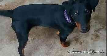 Tierheim Bayreuth: Hund "Casanova" auf Straße gefunden - "warum vermisst mich niemand?"
