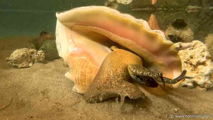 Florida Keys Groundhog Conch Concurs With Punxsutawney Phil