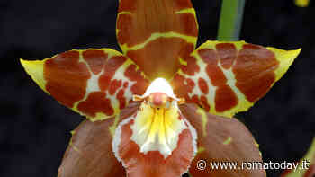 La mostra delle orchidee