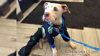 Ramsey County Sheriff's deputies rescue dog thrown from stolen car