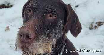 Tierheim Kulmbach: Überraschendes Happy-End für Hündin Maxi - "Sechser im Lotto" gezogen