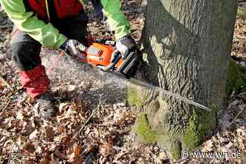 Grünflächenamt muss mehrere Bäume in Münster fällen