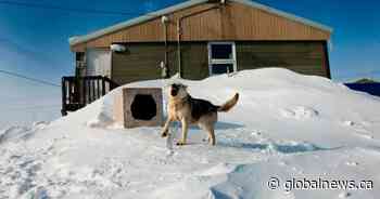 Growing dog populations an issue in some Ontario remote communities, shelters under pressure