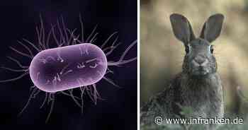 Seinsheim: Zoonose bei toten Hasen festgestellt - Infektionskrankheit "auf den Menschen übertragbar"