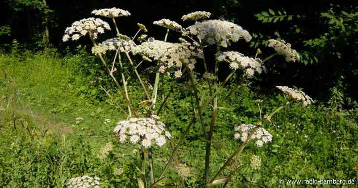 Engel haben nicht immer Flügel, aber es gibt sie…