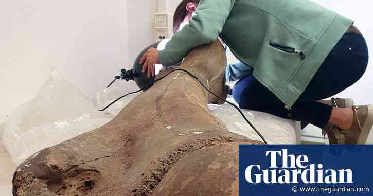 Pit find in Germany reveals how Neanderthals hunted huge elephants