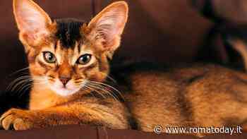 Alla scoperta del gatto Somalo, le origini di un felino vivace e intelligente