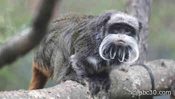 Suspect arrested in case of tamarin monkeys missing from Dallas Zoo, police say