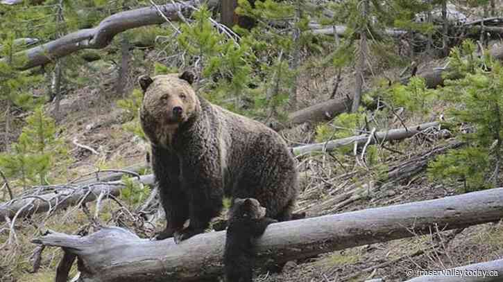 US may lift protections for Yellowstone, Glacier grizzlies