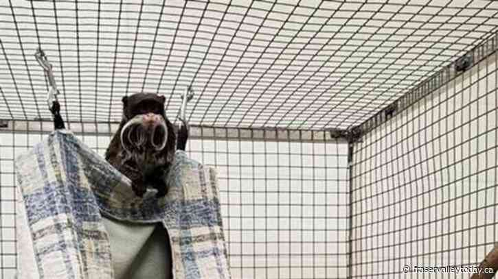 Police: Man arrested in taking of monkeys from Dallas Zoo