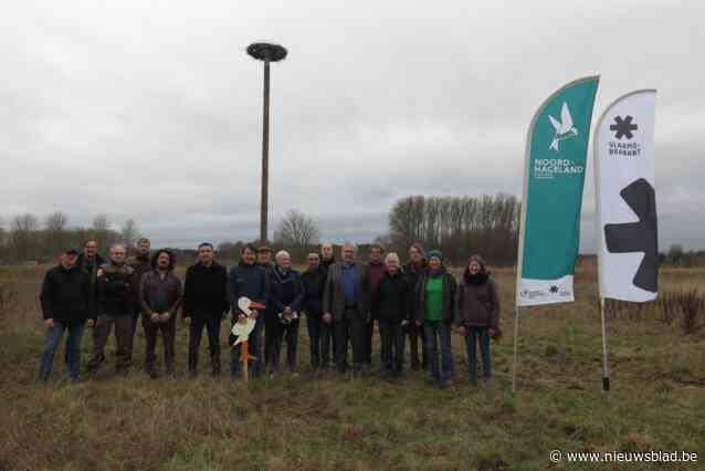 Tien nieuwe ooievaarsnesten geïnstalleerd: “Binnenkort spreken we over de ooievaarsvallei van Vlaanderen”
