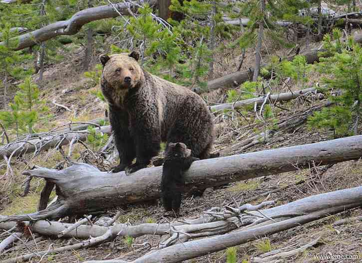 US may lift protections for Yellowstone, Glacier grizzlies