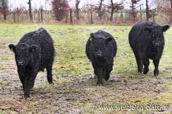 Galloway-Rinder grasen künftig an der Pader