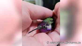 Here's how a rare hummingbird ended up in a backyard in Saskatoon