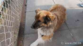 2 Fort Qu'Appelle men convicted of causing distress to animals in dog hoarding case