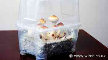 MDMA and Psilocybin Are Approved as Medicines for the First Time