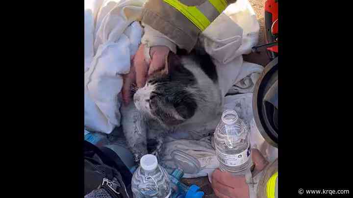 Fuzzy family member rescued by Santa Fe Fire Department