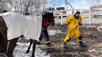 West Metro Fire saves horse that fell in icy pond
