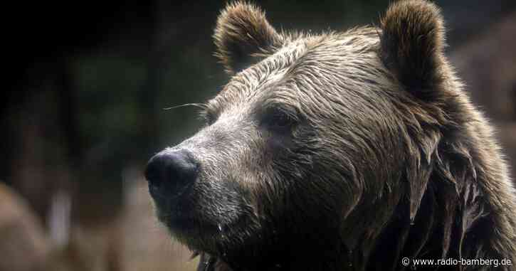 Grizzlybär-Bestände in den Rocky Mountains erholen sich