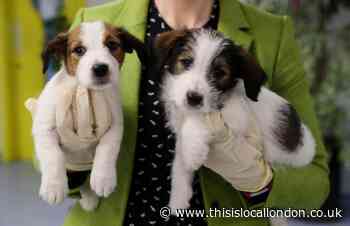 Alabama Rot: Every case in south London