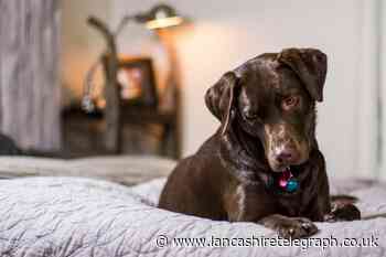 Pet owners who share a bed with their dogs issued warning