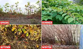 Could YOU spot Japanese Knotweed taking root in your garden?